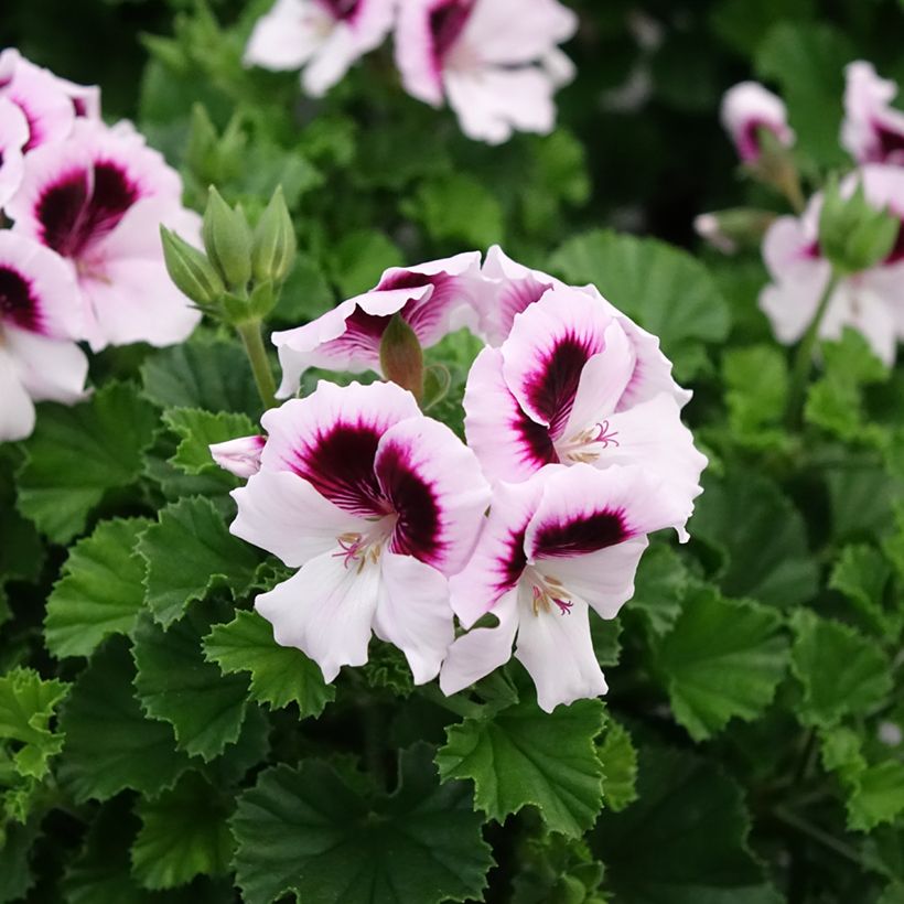 Duftende Pelargonie Mosquitaway Lizzy - Pelargonium (Blüte)