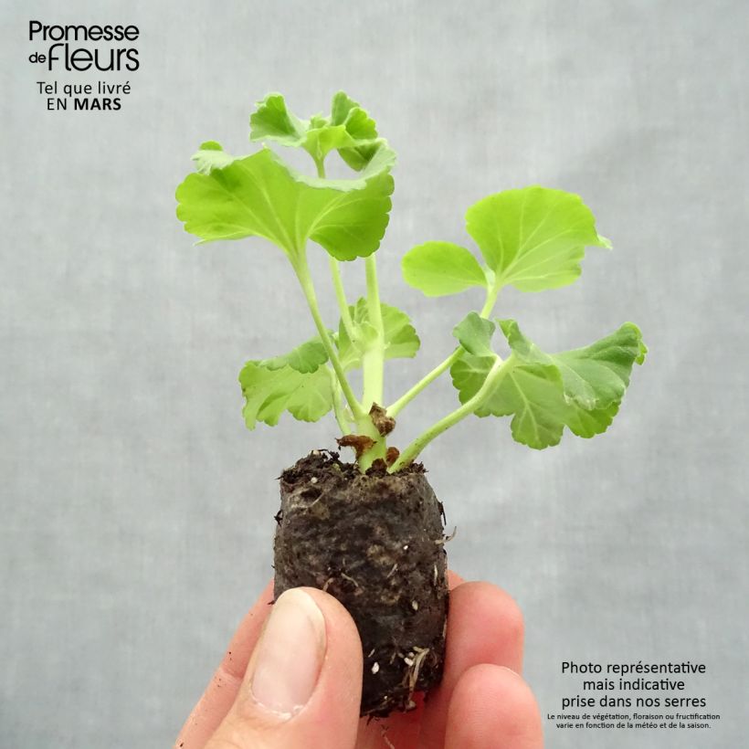 Exemplar von Duftende Pelargonie Mosquitaway Nova - Pelargonium Mini-Plug Ø 1,5/2,5 cm wie im Frühjahr geliefert