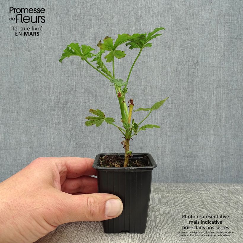 Exemplar von Duftende Pelargonie Paton's Unique - Pelargonium Kleine Töpfe von 7/8 cm wie im Frühjahr geliefert