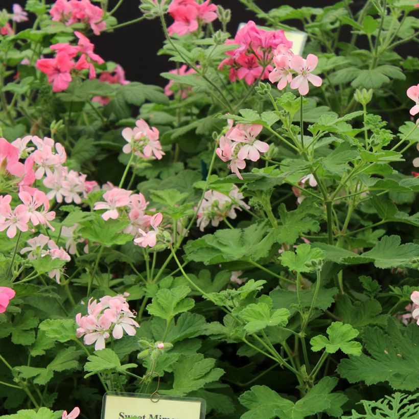 Duftende Pelargonie weet Mimosa - Pelargonium (Blüte)