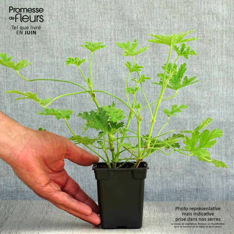 Exemplar von Duftende Pelargonie - Pelargonium graveolens Kleine Töpfe von 7/8 cm wie im Sommer geliefert