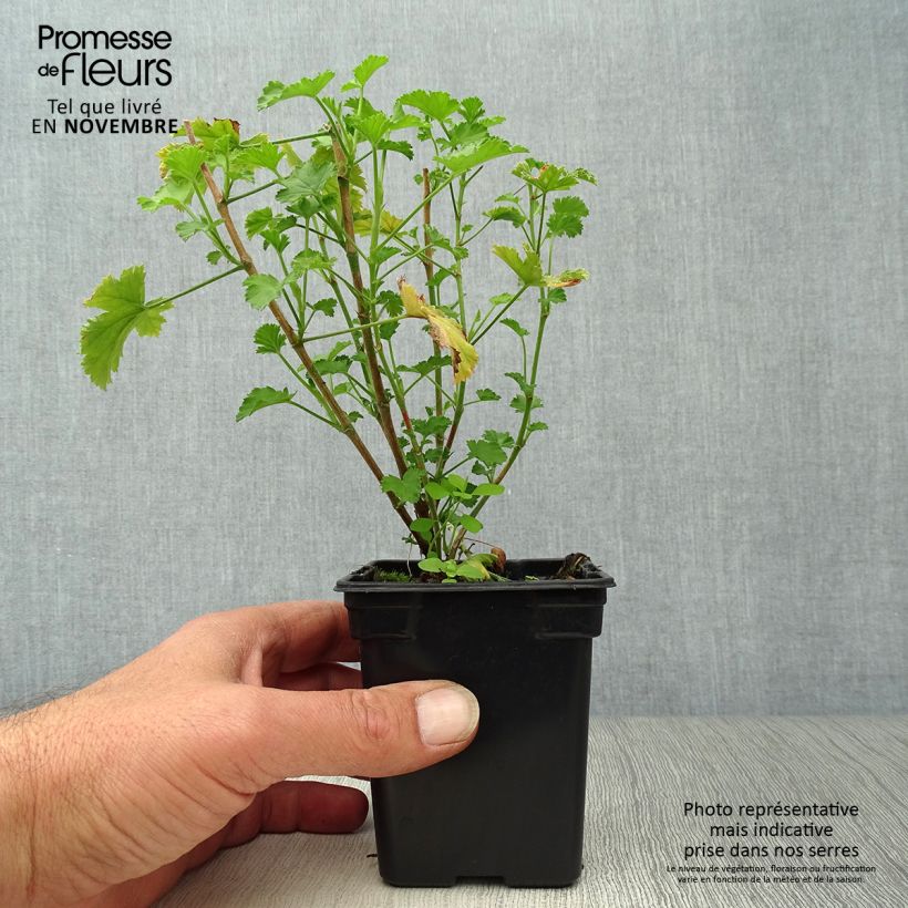 Exemplar von Prince Of Orange - Pelargonium citriodorum Kleine Töpfe von 7/8 cm wie im Herbst geliefert