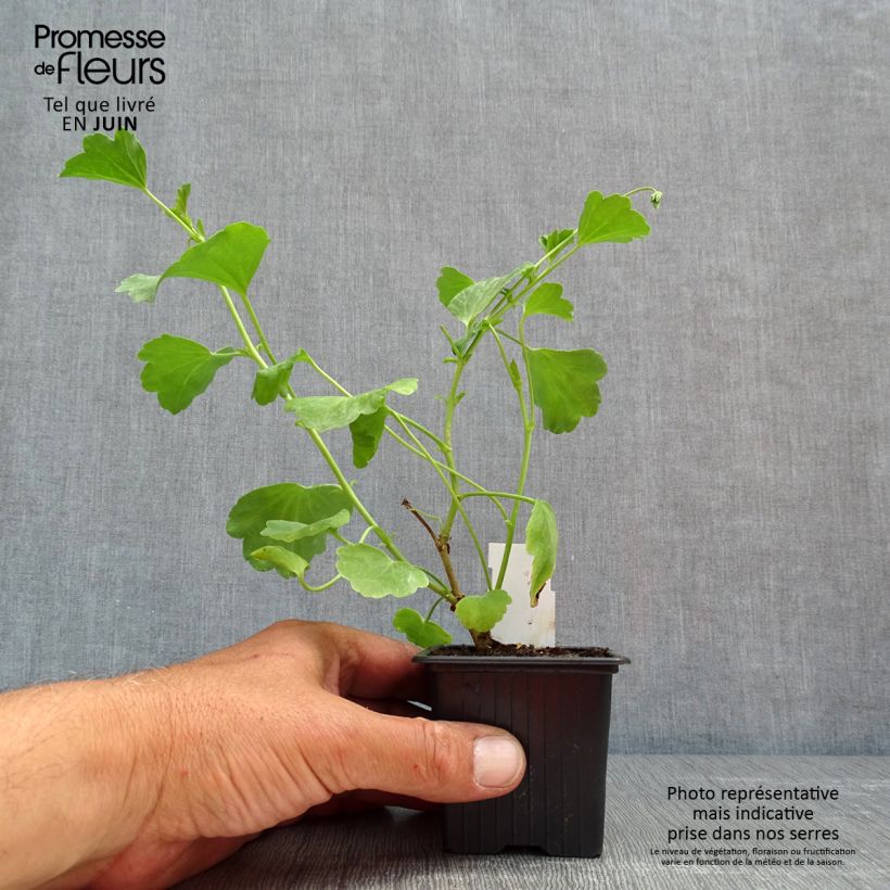 Exemplar von Pelargonium acetosum - Géranium botanique  - Godet de 8/9 cm wie im Frühjahr geliefert