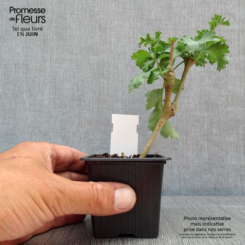 Exemplar von Pelargonium gibbosum Kleine Töpfe von 7/8 cm wie im Frühjahr geliefert