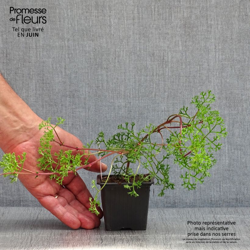 Exemplar von Pelargonium fruticosum - Géranium botanique odorant - Godet de 8/9 cm wie im Frühjahr geliefert