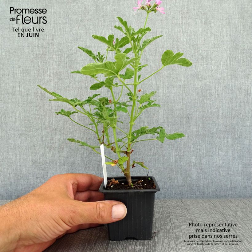 Exemplar von Duftende Pelargonie Brunswick - Pelargonium Kleine Töpfe von 8/9 cm wie im Sommer geliefert