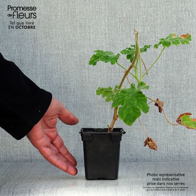 Exemplar von Duftende Pelargonie Chocolate - Pelargonium Kleine Töpfe von 7/8 cm wie im Herbst geliefert