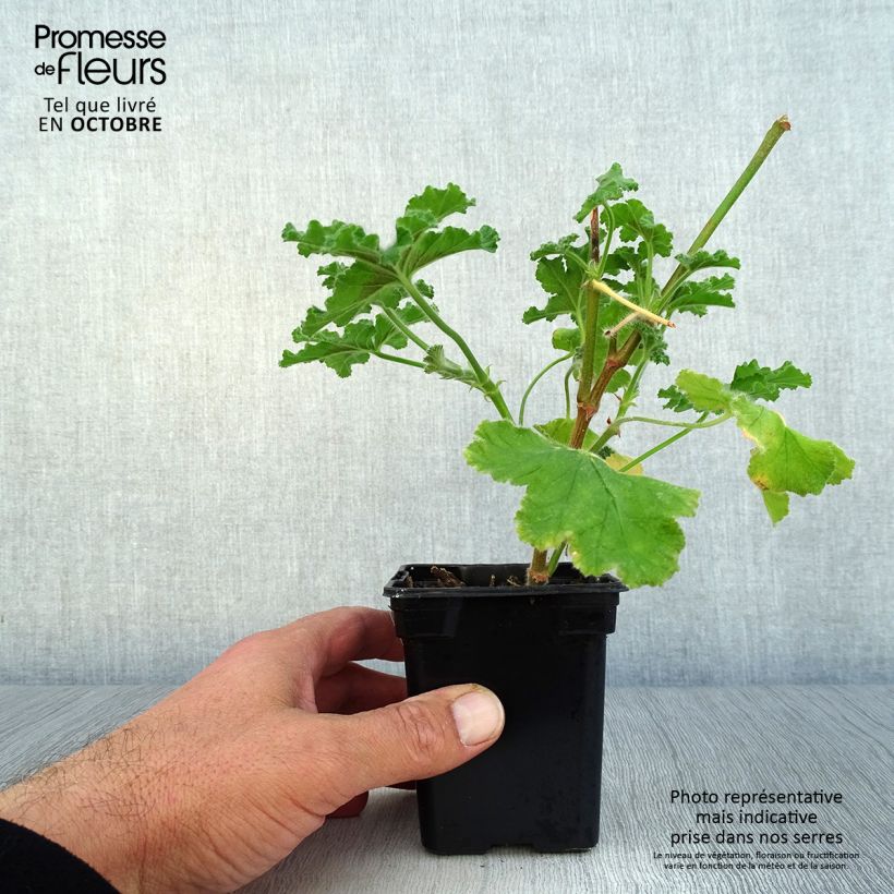 Exemplar von Duftende Pelargonie Endsleigh - Pelargonium Kleine Töpfe von 7/8 cm wie im Herbst geliefert