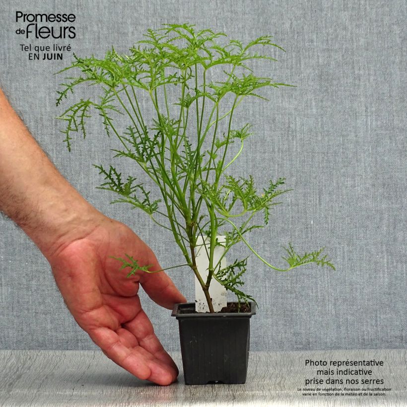 Exemplar von Duftende Pelargonie Filicifolium - Pelargonium denticulatum Kleine Töpfe von 7/8 cm wie im Sommer geliefert
