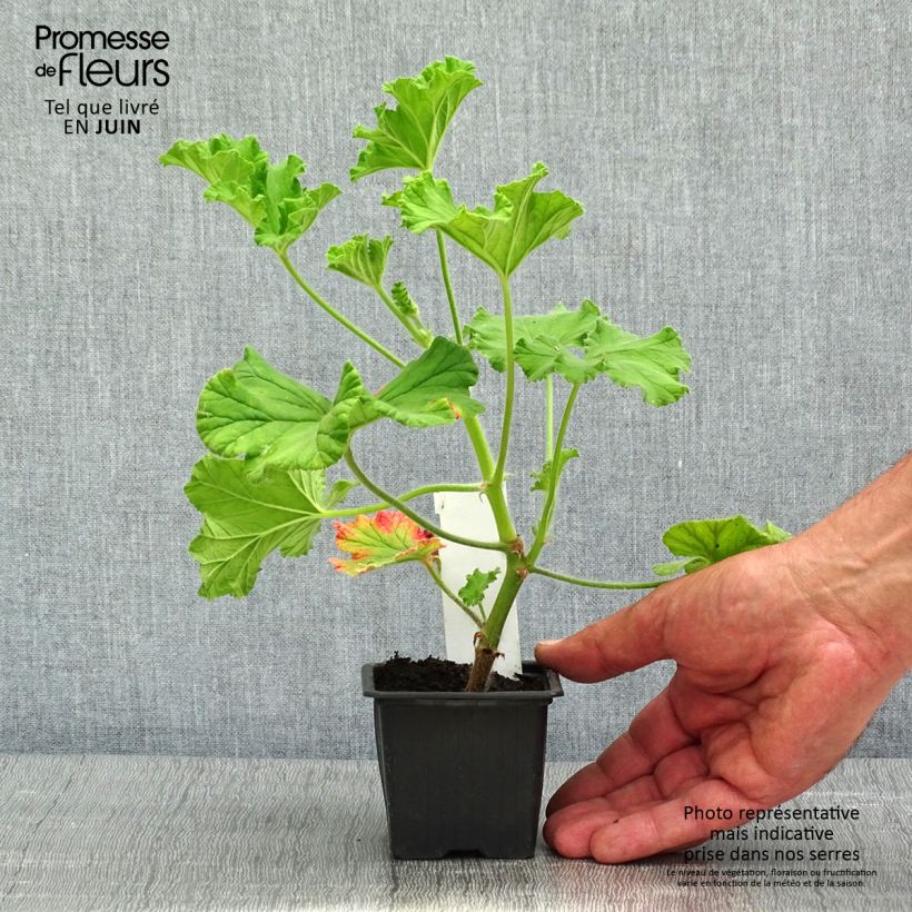 Exemplar von Duftende Pelargonie Purple Unique - Pelargonium Kleine Töpfe von 8/9 cm wie im Frühjahr geliefert