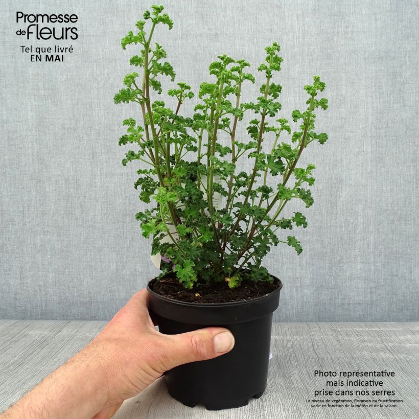 Exemplar von Duftende Pelargonie Minor - Pelargonium crispum Topf mit 1,5L/2L wie im Frühjahr geliefert