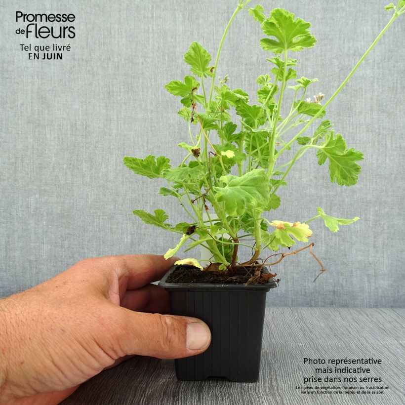 Exemplar von Duftende Pelargonie Variegatum - Pelargonium fragrans Kleine Töpfe von 8/9 cm wie im Sommer geliefert