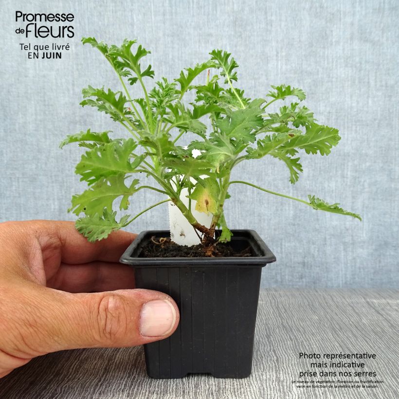 Exemplar von Pelargonium ionidiflorum - Duftende Pelargonie Kleine Töpfe von 8/9 cm wie im Sommer geliefert