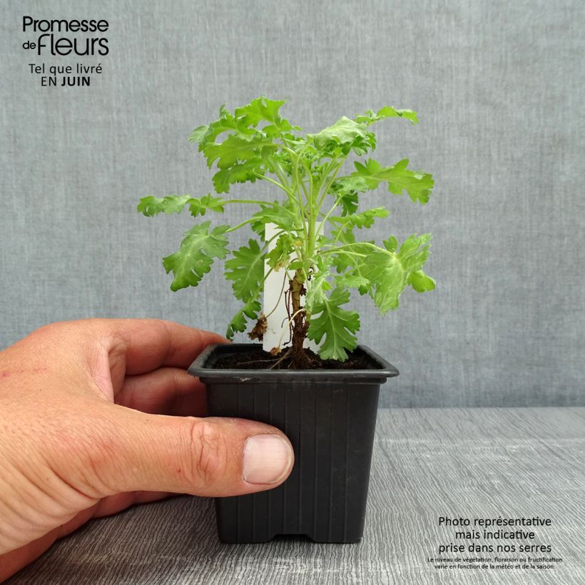 Exemplar von Pelargonium ionidiflorum - Duftende Pelargonie Kleine Töpfe von 8/9 cm wie im Frühjahr geliefert