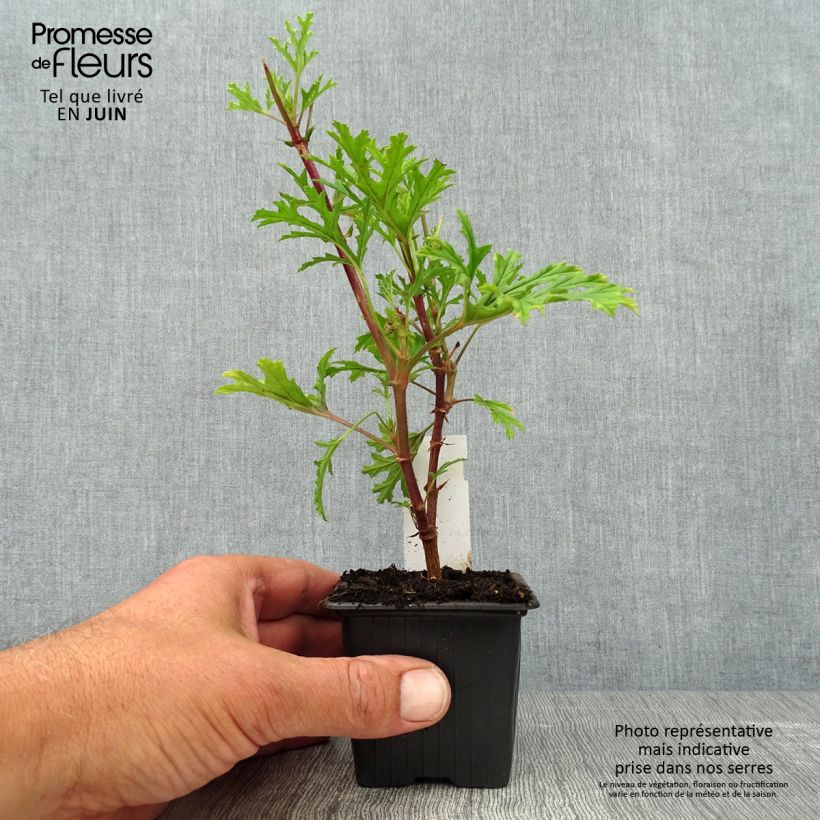 Exemplar von Pelargonium pseudoglutinosum Kleine Töpfe von 8/9 cm wie im Sommer geliefert