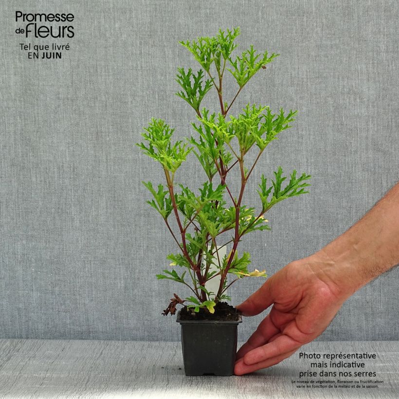 Exemplar von Pelargonium pseudoglutinosum Kleine Töpfe von 8/9 cm wie im Frühjahr geliefert