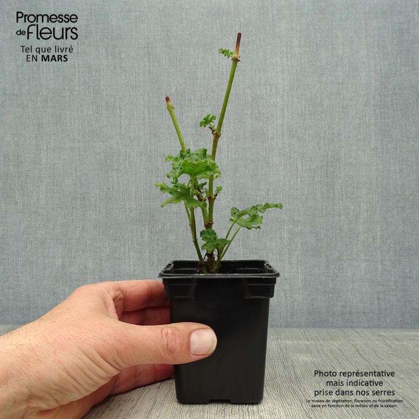 Exemplar von Duftende Pelargonie - Pelargonium quercifolium Kleine Töpfe von 7/8 cm wie im Frühjahr geliefert