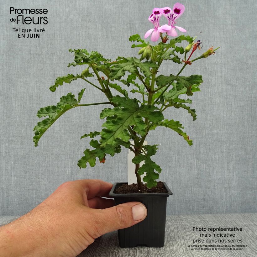 Exemplar von Duftende Pelargonie Royal Oak - Pelargonium quercifolium Kleine Töpfe von 8/9 cm wie im Sommer geliefert
