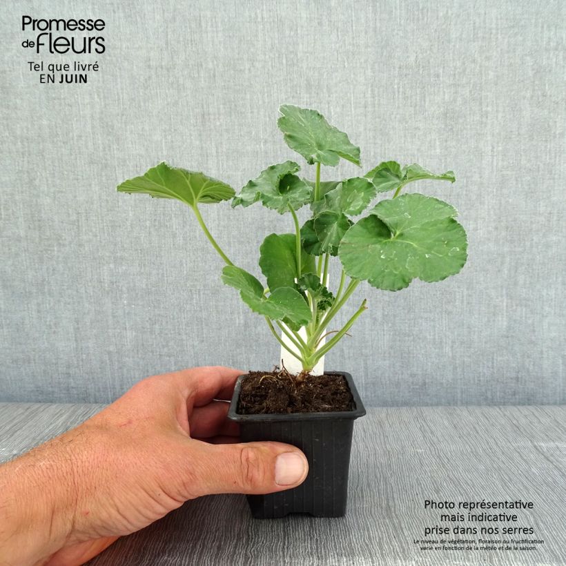 Exemplar von Pelargonium reniforme - Géranium botanique - Godet de 8/9 cm wie im Frühjahr geliefert