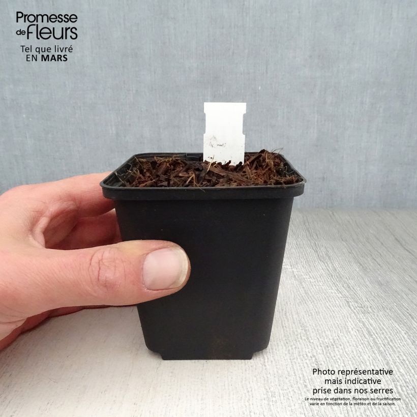 Exemplar von Peltoboykinia watanabei - Peltoboykinie Kleine Töpfe von 8/9 cm wie im Frühjahr geliefert