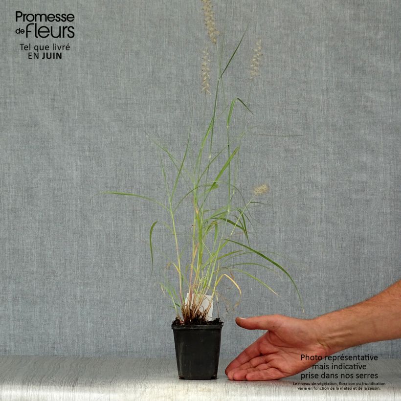Exemplar von Orientalisches Lampenputzergras - Pennisetum orientale Kleine Töpfe von 8/9 cm wie im Sommer geliefert