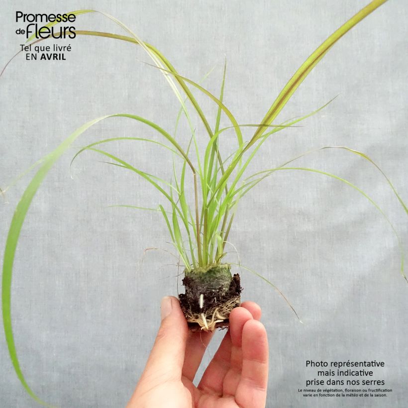 Exemplar von Federborstengras Rubrum - Pennisetum advena Mini-Plug Ø 3/4 cm wie im Frühjahr geliefert