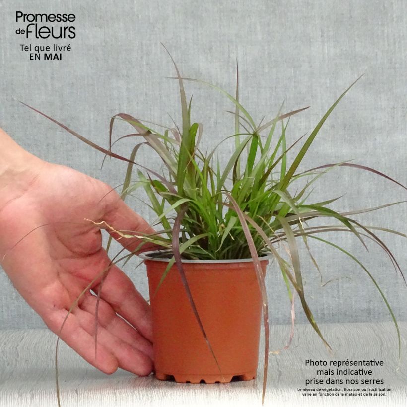 Exemplar von Federborstengras Rubrum - Pennisetum advena Kleine Töpfe von 8/9 cm wie im Frühjahr geliefert