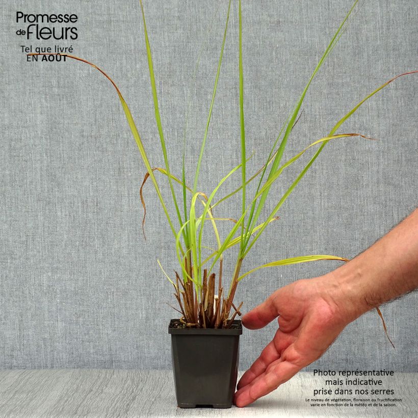 Exemplar von Lampenputzergras Black Beauty - Pennisetum alopecuroïdes Kleine Töpfe von 8/9 cm wie im Sommer geliefert