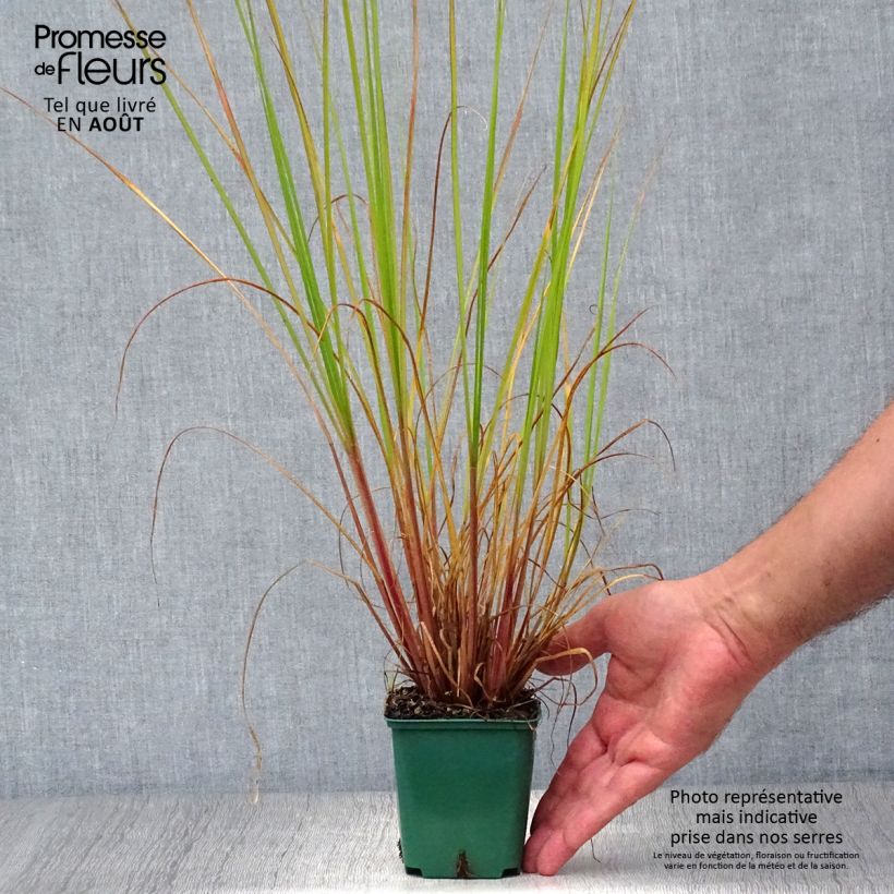 Exemplar von Lampenputzergras Cassian - Pennisetum alopecuroïdes Kleine Töpfe von 8/9 cm wie im Sommer geliefert