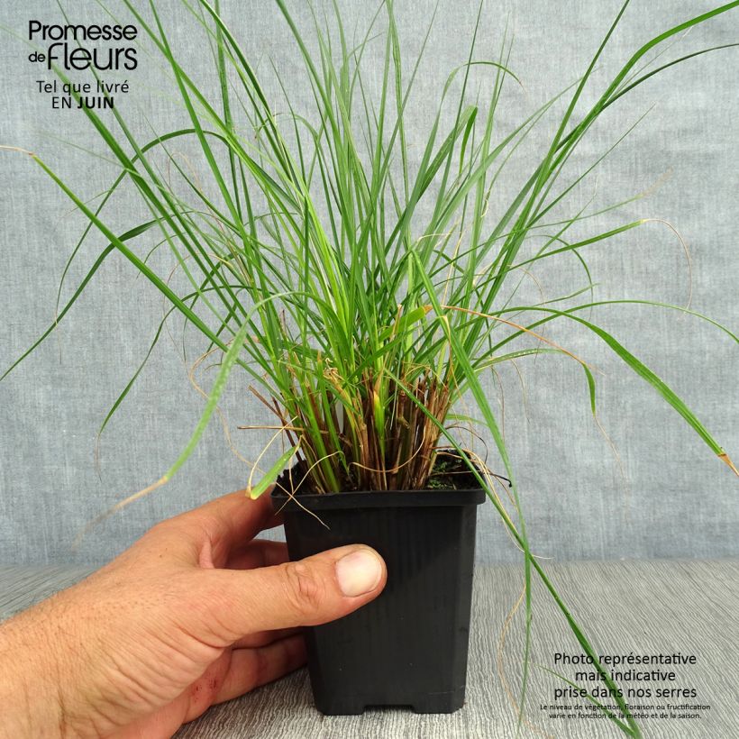 Exemplar von Lampenputzergras Gelbstiel - Pennisetum alopecuroïdes Kleine Töpfe von 8/9 cm wie im Sommer geliefert