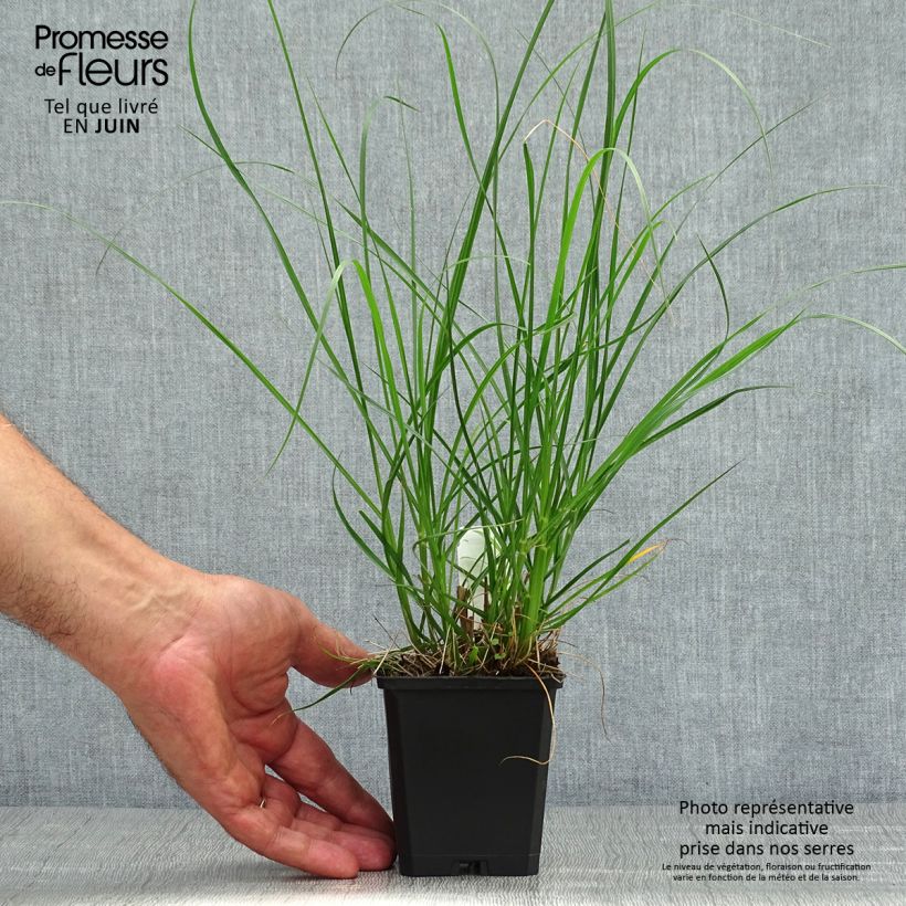 Exemplar von Lampenputzergras Goldstrich - Pennisetum alopecuroides Kleine Töpfe von 8/9 cm wie im Sommer geliefert