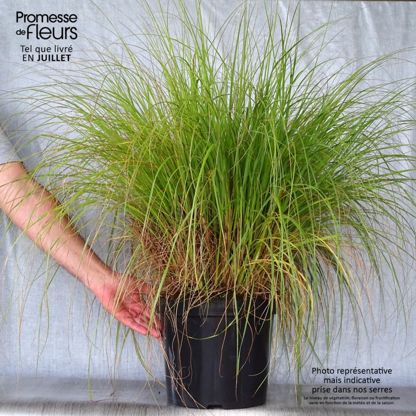 Exemplar von Lampenputzergras Hameln - Pennisetum alopecuroïdes Topf mit 7,5L/10L wie im Sommer geliefert