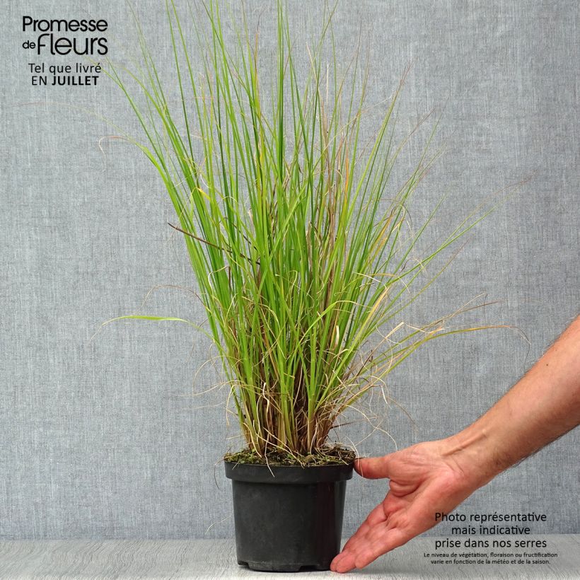 Exemplar von Lampenputzergras Hameln - Pennisetum alopecuroïdes Topf mit 1L/1,5L wie im Sommer geliefert