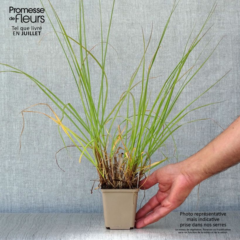 Exemplar von Lampenputzergras Herbstzauber - Pennisetum alopecuroïdes Kleine Töpfe von 8/9 cm wie im Sommer geliefert