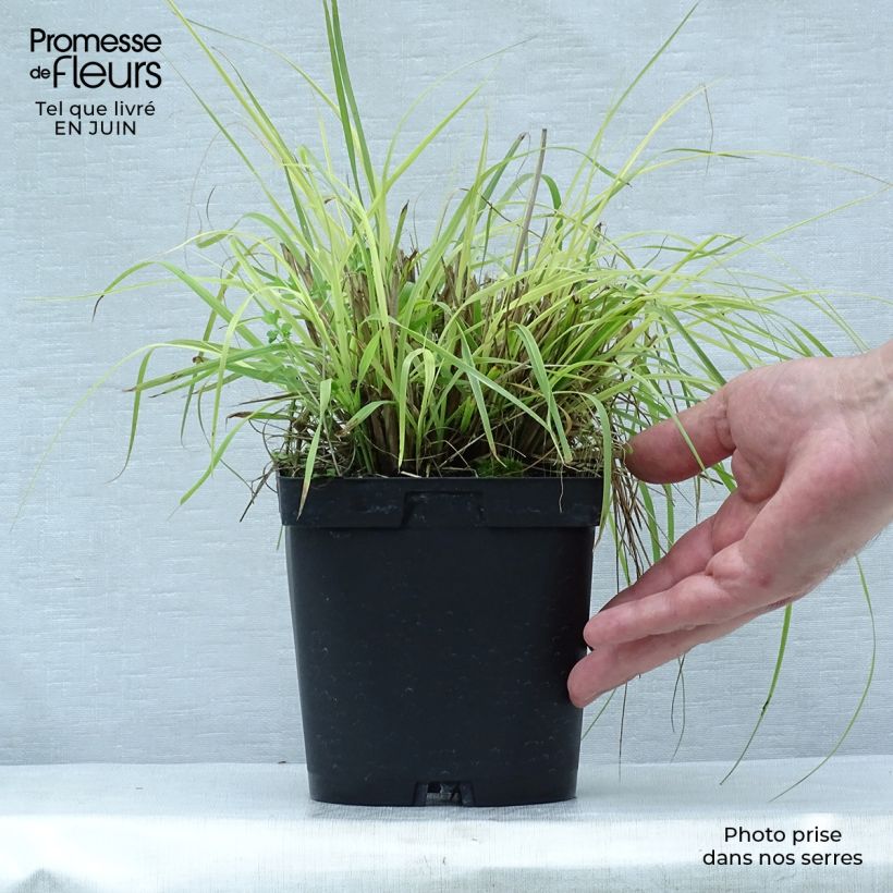 Exemplar von Lampenputzergras Herbstzauber - Pennisetum alopecuroïdes Topf mit 2L/3L wie im Sommer geliefert