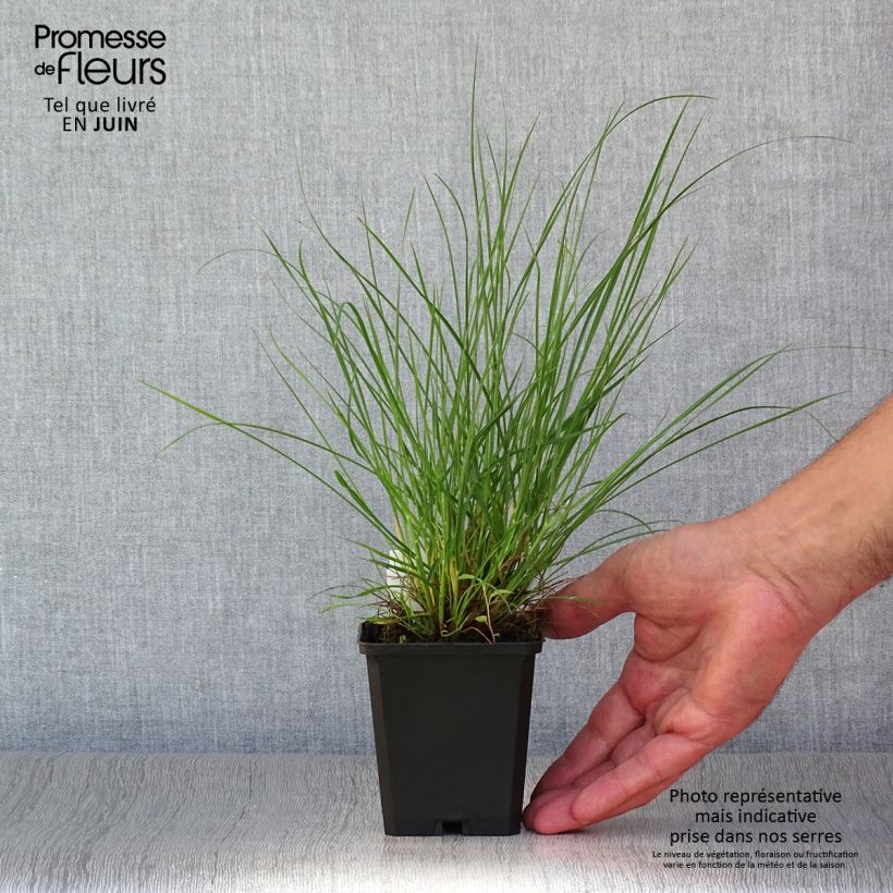 Exemplar von Zwerg-Federborstengras Little Bunny - Pennisetum alopecuroïdes Kleine Töpfe von 8/9 cm wie im Sommer geliefert