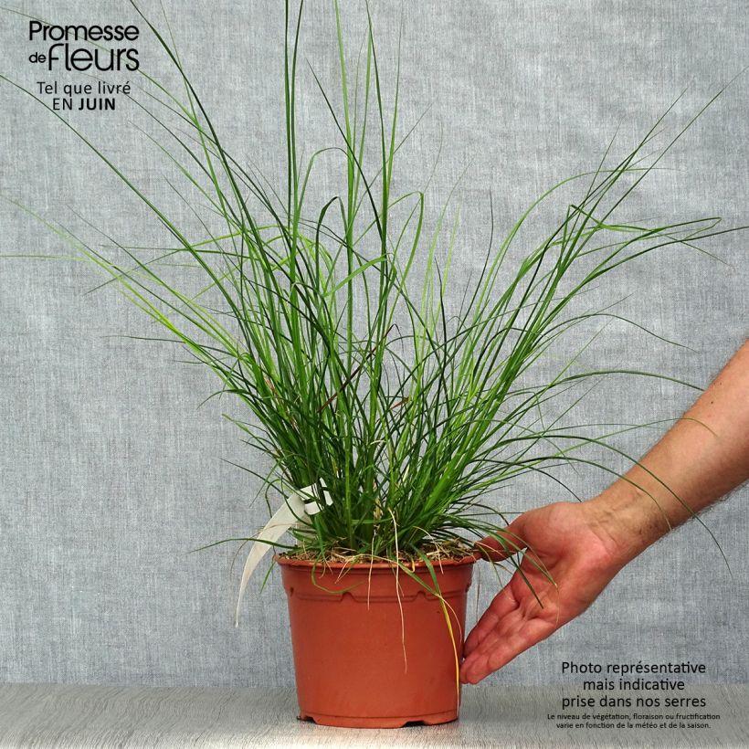 Exemplar von Zwerg-Federborstengras Little Bunny - Pennisetum alopecuroïdes Topf mit 2L/3L wie im Sommer geliefert
