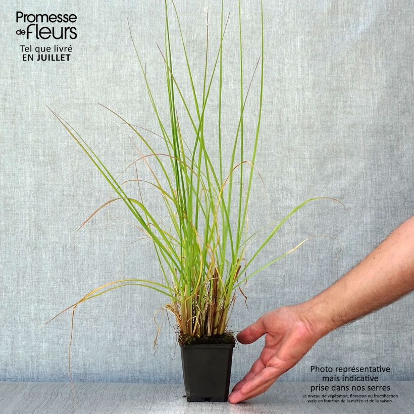 Exemplar von Lampenputzergras Magic - Pennisetum alopecuroïdes Kleine Töpfe von 8/9 cm wie im Sommer geliefert