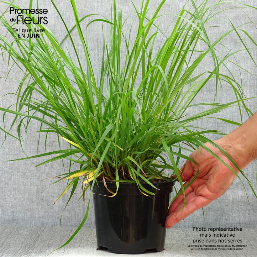 Exemplar von Lampenputzergras Moudry - Pennisetum alopecuroïdes Topf mit 2L/3L wie im Sommer geliefert