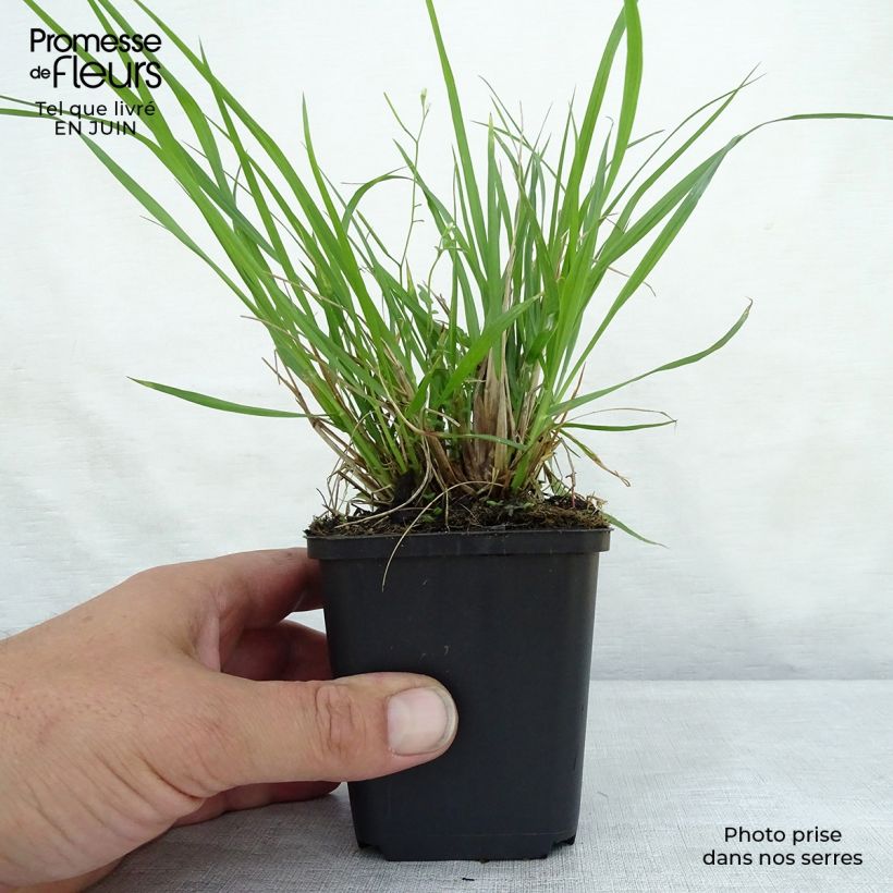 Exemplar von Lampenputzergras Moudry - Pennisetum alopecuroïdes Kleine Töpfe von 8/9 cm wie im Sommer geliefert