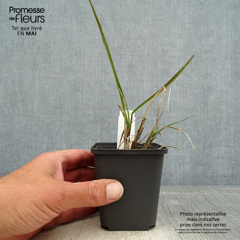 Exemplar von Lampenputzergras Red Head - Pennisetum alopecuroïdes Kleine Töpfe von 8/9 cm wie im Frühjahr geliefert
