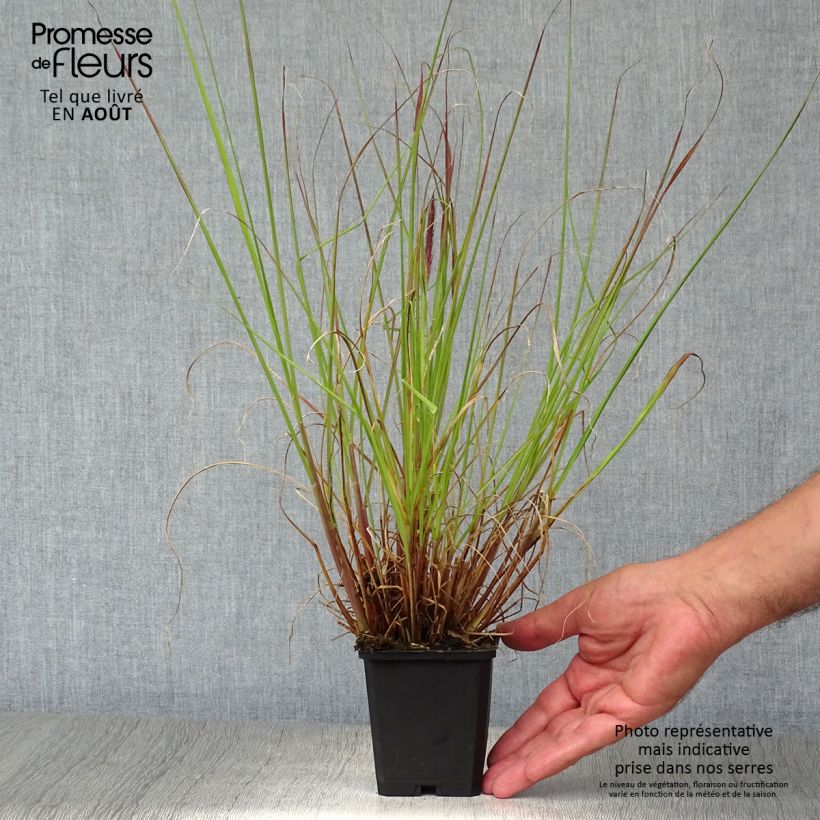 Exemplar von Lampenputzergras f. viridescens - Pennisetum alopecuroïdes Kleine Töpfe von 8/9 cm wie im Sommer geliefert