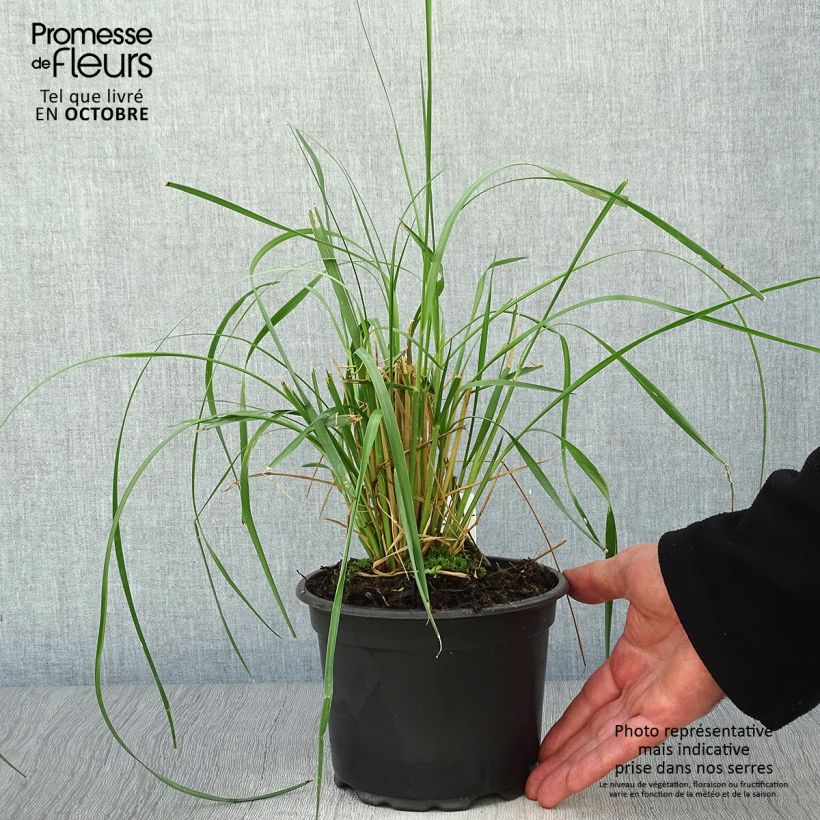 Exemplar von Afrikanisches Lampenputzergras - Pennisetum macrourum Topf mit 2L/3L wie im Herbst geliefert