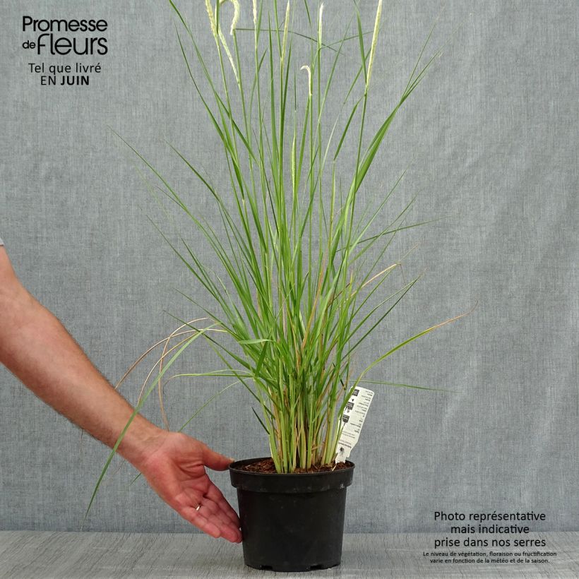 Exemplar von Afrikanisches Lampenputzergras - Pennisetum macrourum Topf mit 2L/3L wie im Sommer geliefert