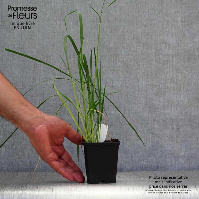 Exemplar von Afrikanisches Lampenputzergras - Pennisetum macrourum Kleine Töpfe von 8/9 cm wie im Sommer geliefert