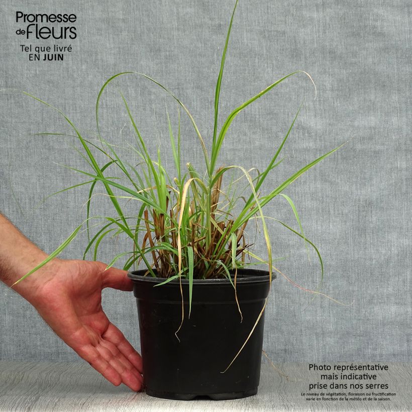 Exemplar von Orientalisches Lampenputzergras - Pennisetum orientale Topf mit 2L/3L wie im Sommer geliefert