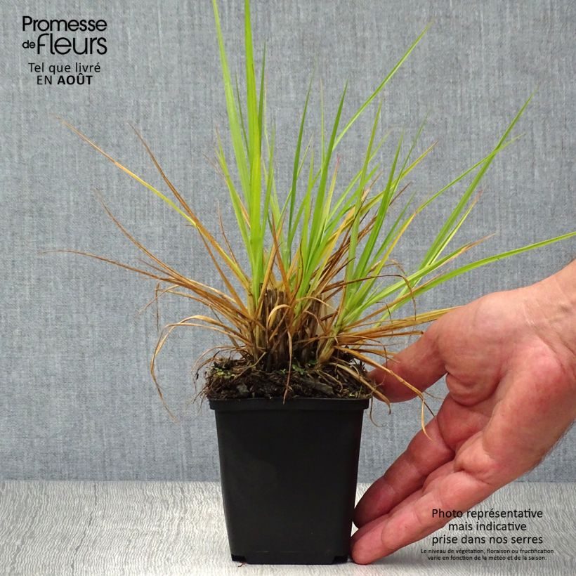 Exemplar von Orientalisches Lampenputzergras Fairy Tails - Pennisetum orientale Kleine Töpfe von 8/9 cm wie im Sommer geliefert