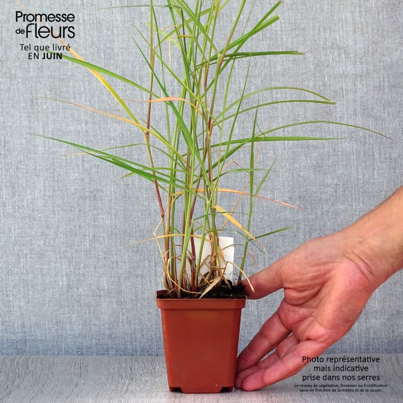 Exemplar von Orientalisches Lampenputzergras Karley Rose - Pennisetum orientale Kleine Töpfe von 8/9 cm wie im Sommer geliefert