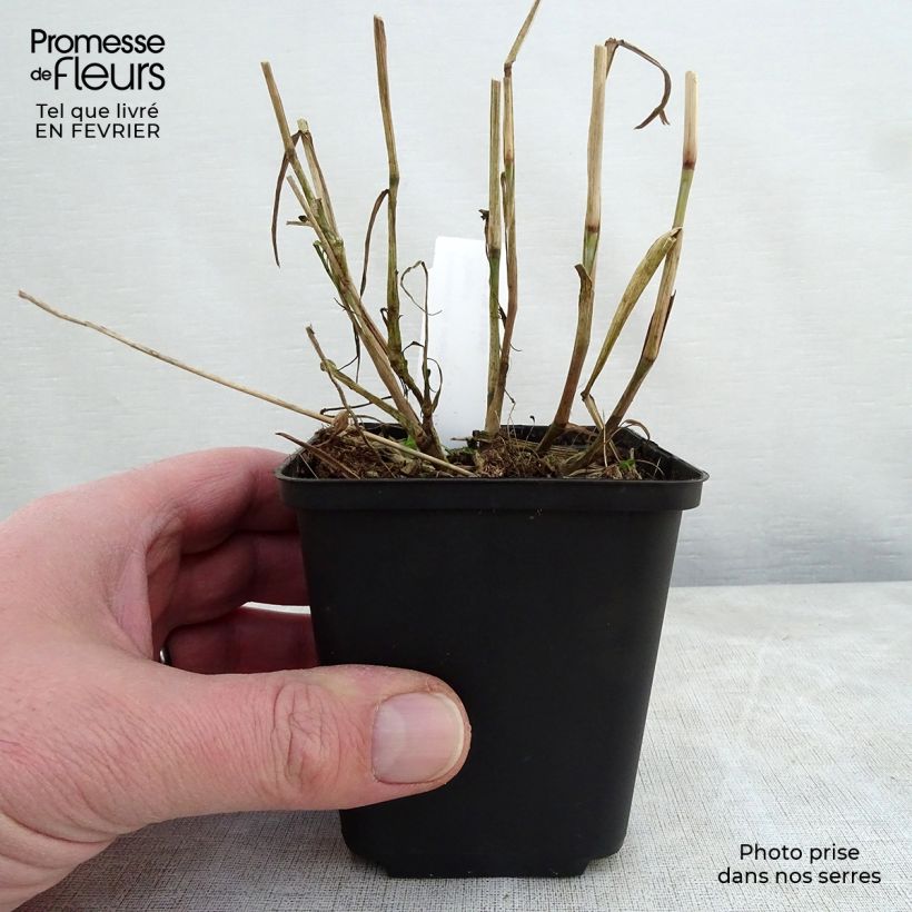Exemplar von Orientalisches Lampenputzergras Shogun - Pennisetum orientale Kleine Töpfe von 8/9 cm wie im Winter geliefert