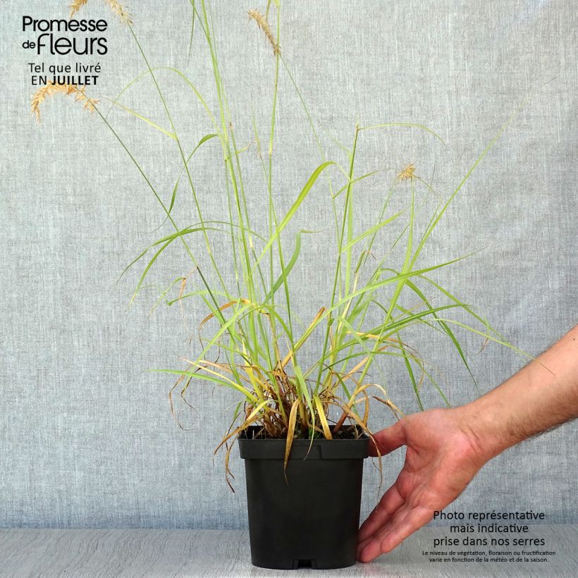 Exemplar von Orientalisches Lampenputzergras Tall Tails - Pennisetum orientale Topf mit 2L/3L wie im Sommer geliefert